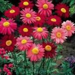 fotografija Vrtno Cvetje Naslikal Daisy, Zlato Pero, Zlati Feverfew (Pyrethrum hybridum, Tanacetum coccineum, Tanacetum parthenium), rdeča