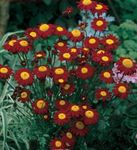 Foto Dārza Ziedi Apgleznoti Margrietiņa, Zelta Spalvu, Zelta Meiteņu Pīpenes (Pyrethrum hybridum, Tanacetum coccineum, Tanacetum parthenium), burgundietis