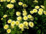 Nuotrauka Sodo Gėlės Dažytos Daisy, Aukso Plunksnų, Aukso Skaistenis (Pyrethrum hybridum, Tanacetum coccineum, Tanacetum parthenium), geltonas