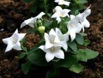fotografie Záhradné kvety Balónovník, Čínština Zvonček (Platycodon), biely