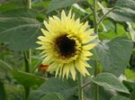 Photo Sunflower (Helianthus annus), yellow