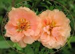 照 园林花卉 阳生植物，马齿苋，玫瑰苔藓 (Portulaca grandiflora), 粉红色