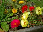 снимка Градински цветове Слънчева Инсталация, Portulaca, Роза Мъх (Portulaca grandiflora), червен
