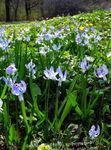 Foto Dārza Ziedi Sibīrijas Squill, Scilla , gaiši zils