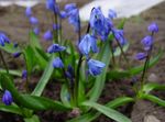 Foto Gartenblumen Sibirische Meerzwiebel, Scilla , blau
