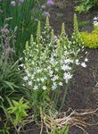 სურათი ბაღის ყვავილები ვარსკვლავი-Of-ბეთლემის (Ornithogalum), თეთრი