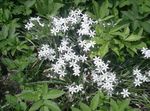 Photo Garden Flowers Star-of-Bethlehem (Ornithogalum), white