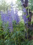 fotografie Záhradné kvety Streamside Lupina (Lupinus), modrá