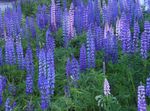 Foto Flores de jardín Lupino Streamside (Lupinus), azul claro