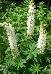 Foto Flores de jardín Lupino Streamside (Lupinus), blanco