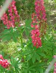fotografie Záhradné kvety Streamside Lupina (Lupinus), červená