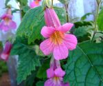 照 园林花卉 中国毛地黄 (Rehmannia), 粉红色