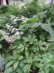フォト 庭の花 羽の葉のヤグルマソウ属、ロジャース花 (Rodgersia), ホワイト