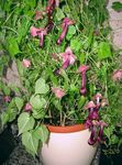 照 园林花卉 紫铃藤 (Rhodochiton), 勃艮第