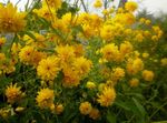 foto I fiori da giardino Black-Eyed Susan, Echinacea Orientale, Arancio Echinacea, Echinacea Appariscente (Rudbeckia), giallo