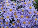 foto Flores do Jardim Aster Ialian (Amellus), luz azul
