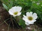 სურათი ბაღის ყვავილები Callianthemum , თეთრი