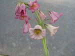 Фото Бақша Гүлдер Fritillary (Fritillariya) (Fritillaria), қызғылт
