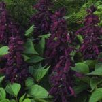 照 园林花卉 一串红，猩红丹参，丹参，红丹参 (Salvia splendens), 紫