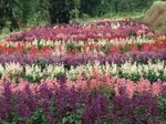 φωτογραφία Λουλούδια κήπου Scarlet Φασκόμηλο, Οστρακιά, Salvia, Κόκκινο Φασκόμηλο, Κόκκινο Salvia (Salvia splendens), ροζ