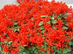 フォト 庭の花 スカーレットセージ、スカーレットサルビア、赤セージ、赤サルビア (Salvia splendens), 赤