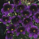Nuotrauka Sodo Gėlės Dažyti Kalba (Salpiglossis), violetinė