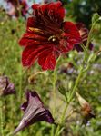 φωτογραφία Λουλούδια κήπου Ζωγραφισμένα Γλώσσα (Salpiglossis), κόκκινος