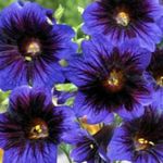 φωτογραφία Λουλούδια κήπου Ζωγραφισμένα Γλώσσα (Salpiglossis), μπλε