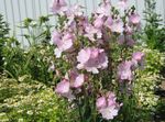Photo bláthanna gairdín Checkerbloom, Hollyhock Miniature, Mala Prairie, Mala Checker (Sidalcea), bándearg