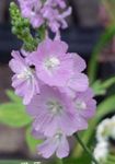 Photo bláthanna gairdín Checkerbloom, Hollyhock Miniature, Mala Prairie, Mala Checker (Sidalcea), lilac