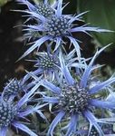 Nuotrauka Sodo Gėlės Ametistas Jūros Holly, Alpių Eryngo, Alpių Jūros Holly (Eryngium), šviesiai mėlynas