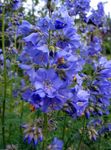 fotografie Záhradné kvety Jakubov Rebrík (Polemonium caeruleum), modrá