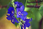 Foto Dārza Ziedi Jēkaba ​​kāpnes (Polemonium caeruleum), zils