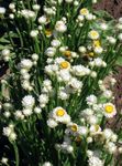 Photo les fleurs du jardin Ailé Éternelle (Ammobium alatum), blanc