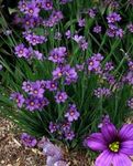 照 园林花卉 粗壮的蓝眼睛草，蓝眼睛草 (Sisyrinchium), 紫丁香