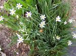 fotografie Záhradné kvety Tučný Modrooký Tráva, Modré Oči, Tráva (Sisyrinchium), biely