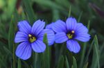 フォト 庭の花 スタウト青い目草、青目、草 (Sisyrinchium), ライトブルー