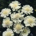 Nuotrauka Sodo Gėlės Scabiosa, Adatinė Gėlė , baltas