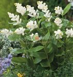 Foto Gartenblumen Kanada Mayflower, Falsche Maiglöckchen (Smilacina, Maianthemum  canadense), weiß