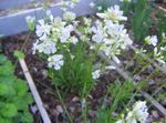 fotografie Zahradní květiny Růže Nebe (Viscaria, Silene coeli-rosa), bílá