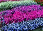 zdjęcie Ogrodowe Kwiaty Tar (Viskarya) (Viscaria, Silene coeli-rosa), jasnoniebieski