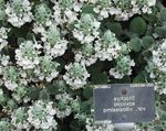 φωτογραφία Λουλούδια κήπου Μεγάλο Betony (Stachys), λευκό