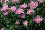 Bilde Hage blomster Maismel Aster, Stokes Aster (Stokesia), rosa