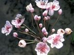 Photo les fleurs du jardin Butome (Butomus), rose