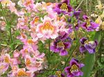 fotografie Záhradné kvety Chudák Je Orchidea, Motýľ Kvet (Schizanthus), ružová