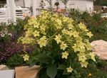 fotografie Zahradní květiny Kvetoucí Tabák (Nicotiana), žlutý