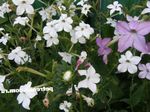 fotografie Zahradní květiny Kvetoucí Tabák (Nicotiana), bílá
