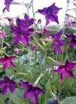fotografie Zahradní květiny Kvetoucí Tabák (Nicotiana), nachový