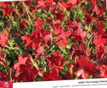 fotografie Zahradní květiny Kvetoucí Tabák (Nicotiana), červená