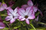 fotografie Zahradní květiny Kvetoucí Tabák (Nicotiana), šeřík